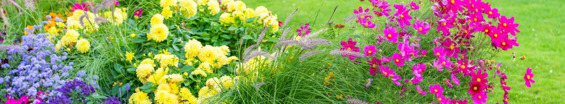 grass and flowers