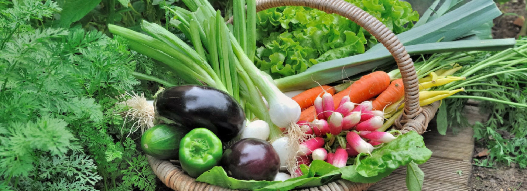 basketveggies555x201-min.jpg