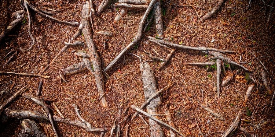 tree roots in soil