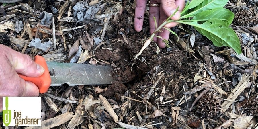 hand digging with soil knife