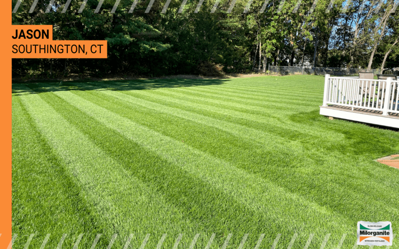Green lawn Green lawn fertilized with Milorganite in Massachusetts.