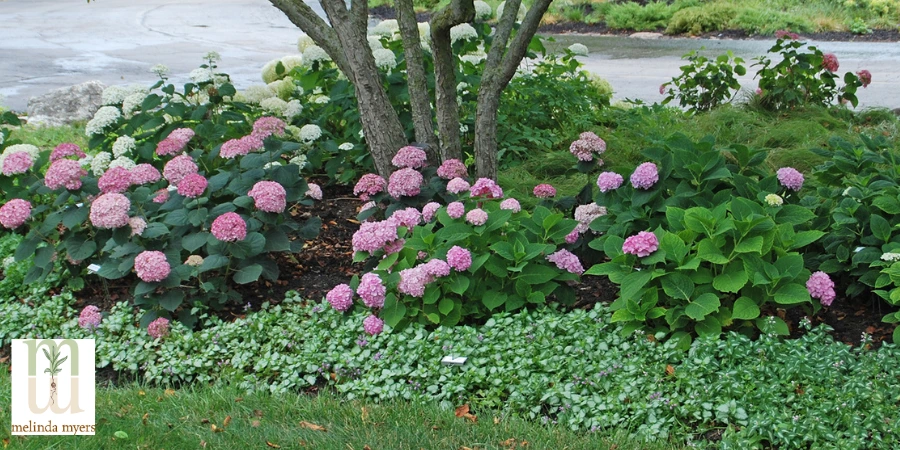MM Hydrangea - Midwest Groundcovers(900 x 450 px).webp