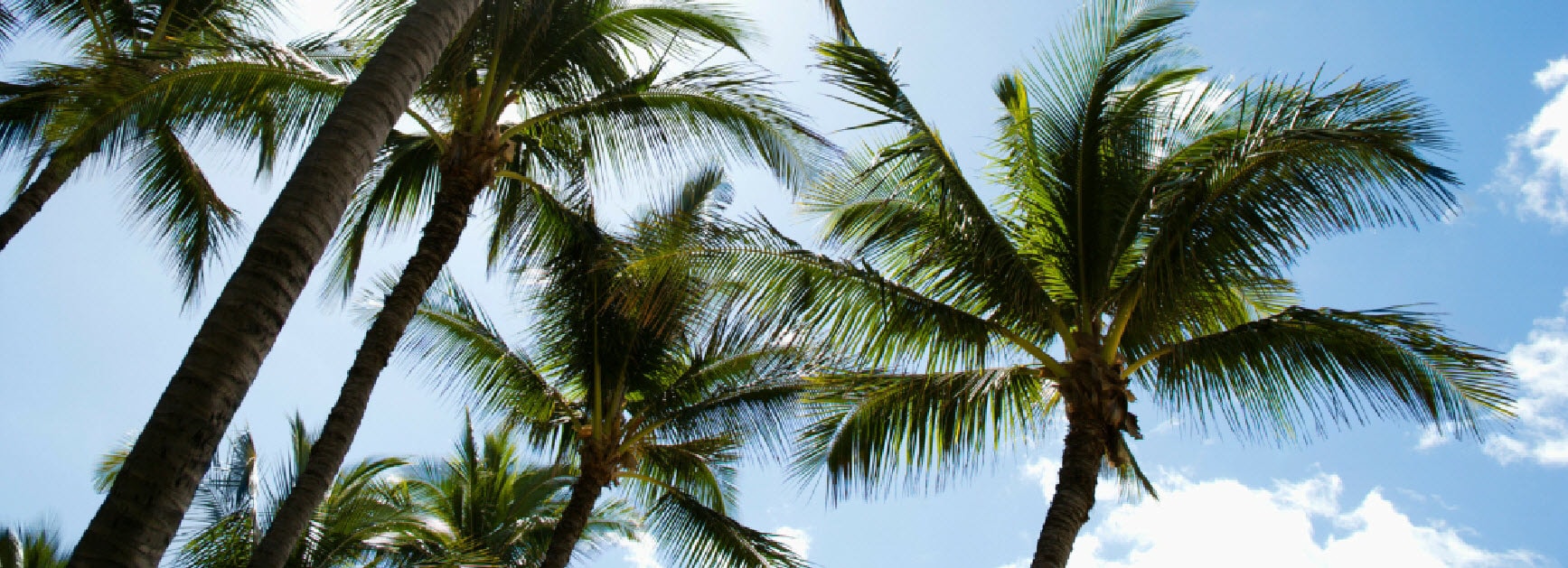 PalmTrees555x201-min.jpg