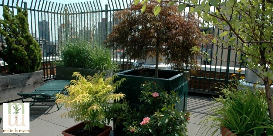 Rooftop Tree and Shrub Container Garden