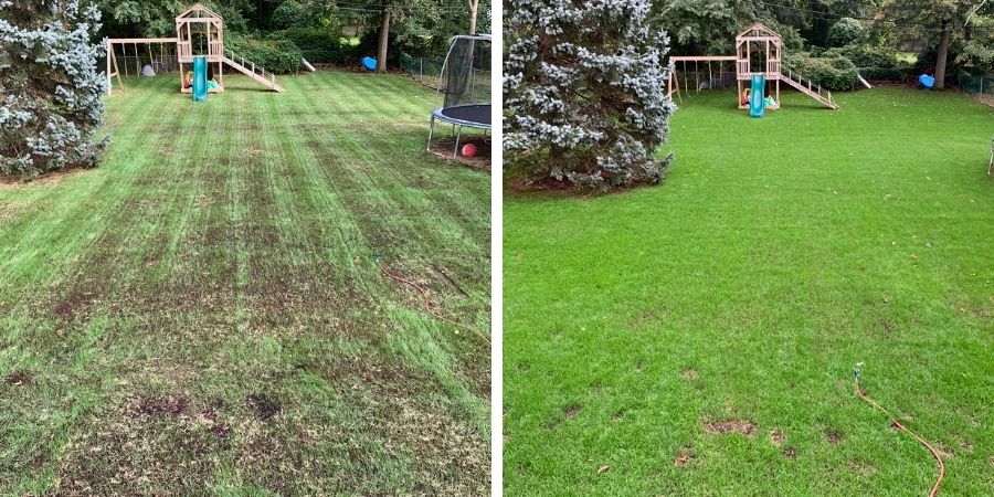 green grass growing in backyard