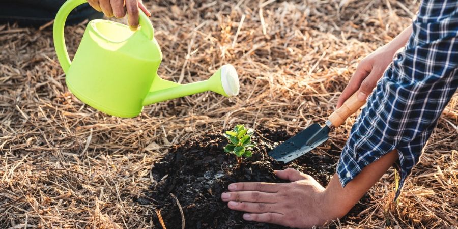 planting a sapling