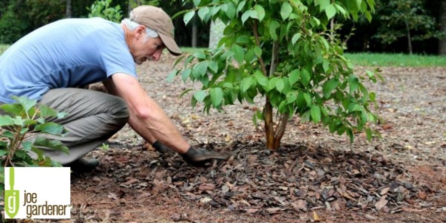 man mulching around tree