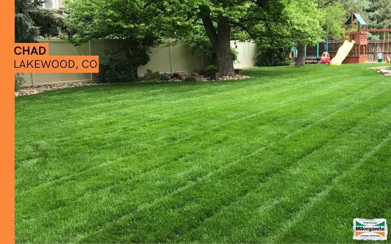 Green backyard lawn healthy and green lawn after using Milorganite fertilizer.