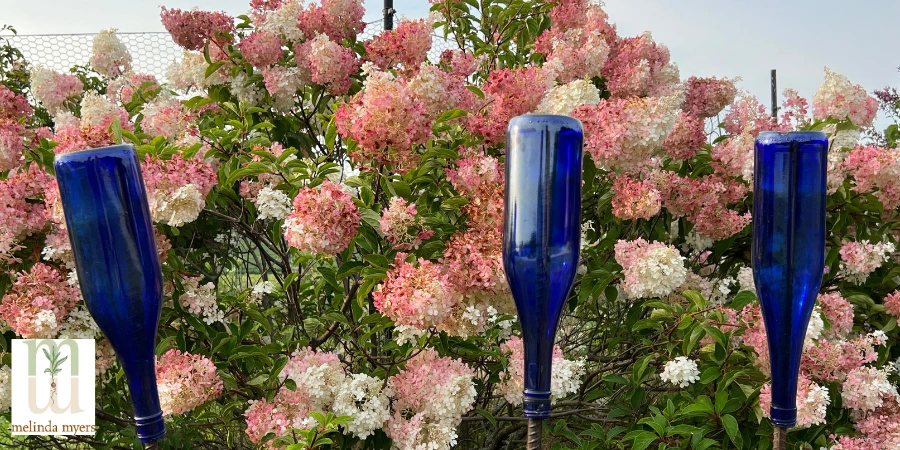 scare deer hydrangea 900x450.webp