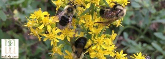 MM_Pollinator_Garden_Thumbnail555x201-min.jpg