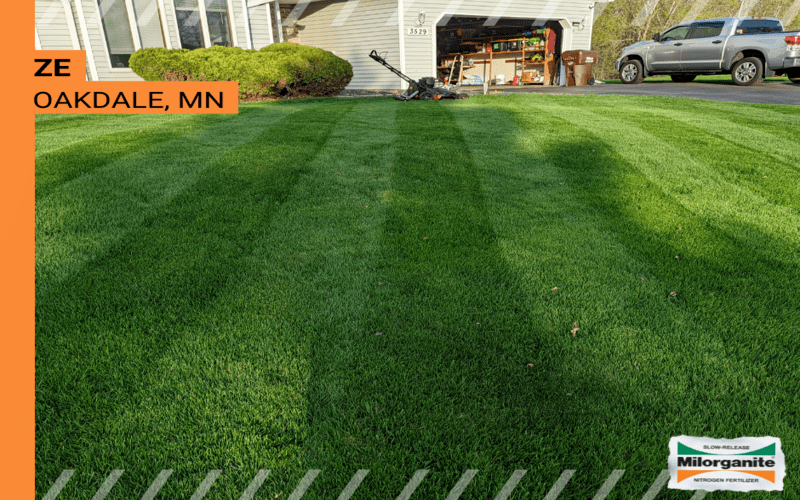 Healthy Lawn Bright green lawn in Connecticut, fertilized with Milorganite.
