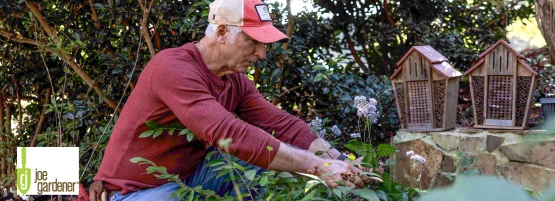 jg_thumnbail_pruning_555_x_201_px.webp
