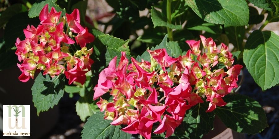 grateful red hydrangea