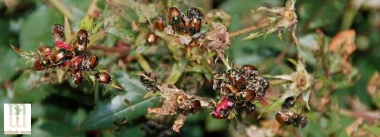 MM_Japanese_beetle_555x201-min.jpg