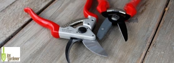 Gardening_Toolbox_Pruning_thumbnail_555_x_201_px-min.jpg