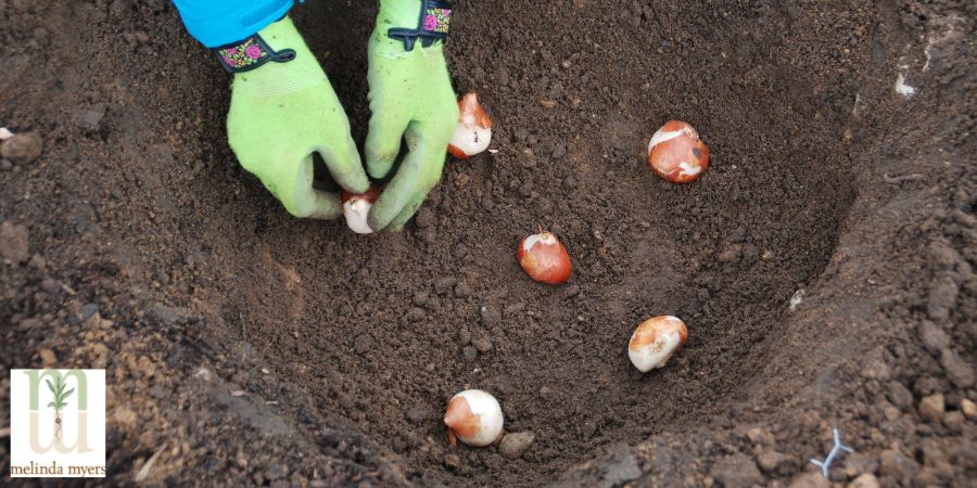 hands planting bulbs