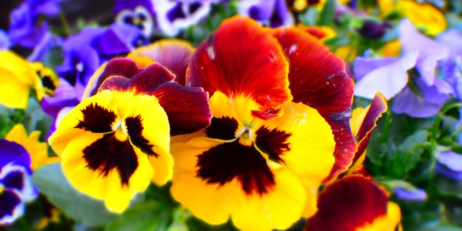 pansies