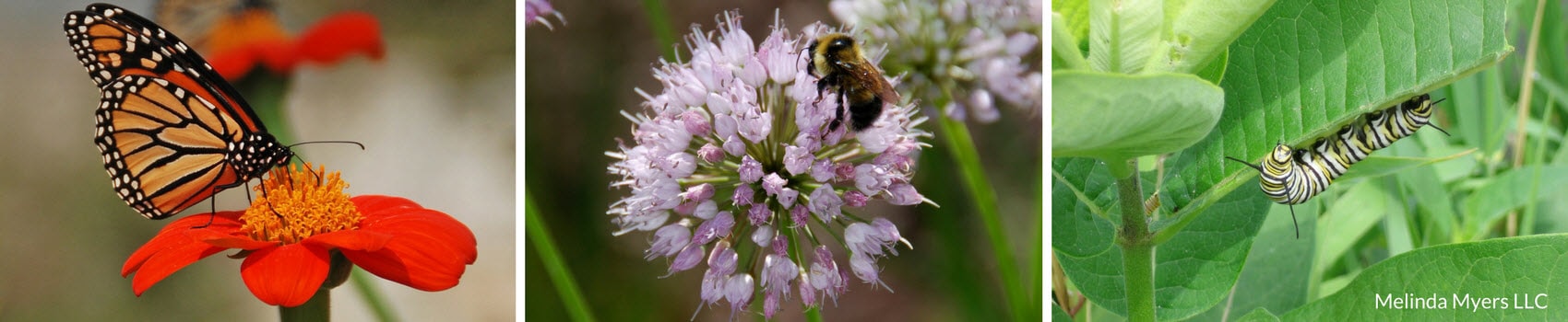 pollinators in the garden