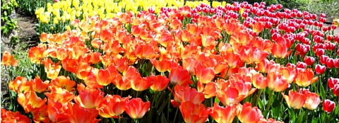 Brightly colored tulips in a flower garden.