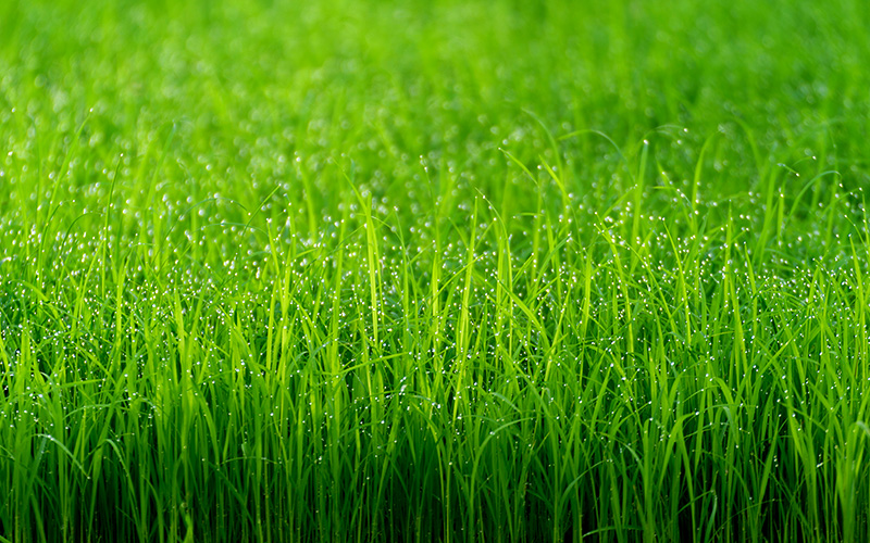 green turf