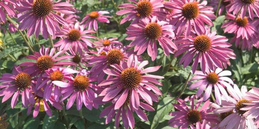 Melinda Myers Preparing for drought coneflower native plant