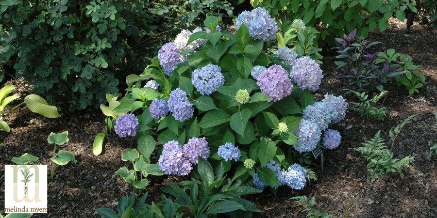 endless summer hydrangea