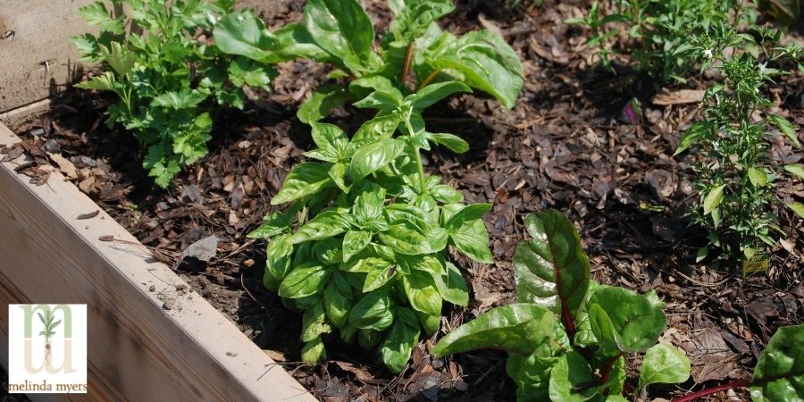 basil in raised bed garden