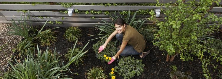 Woman working in garden A woman working in her garden and dividing perennials.