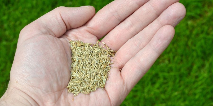 male hand holding grass seed in lawn