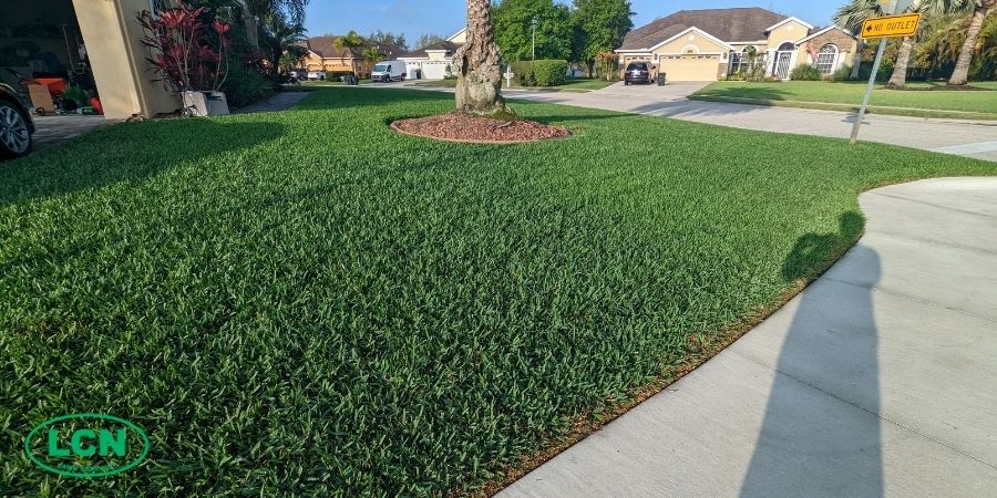 green lawn by street in a nice warm climate neighborhood