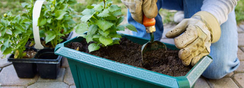Plants in pots Plants being transported into a container garden.