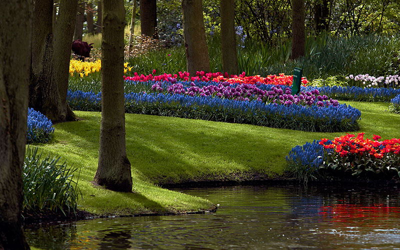 Green Garden with flowers