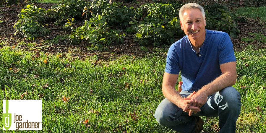 joe gardener in a green lawn