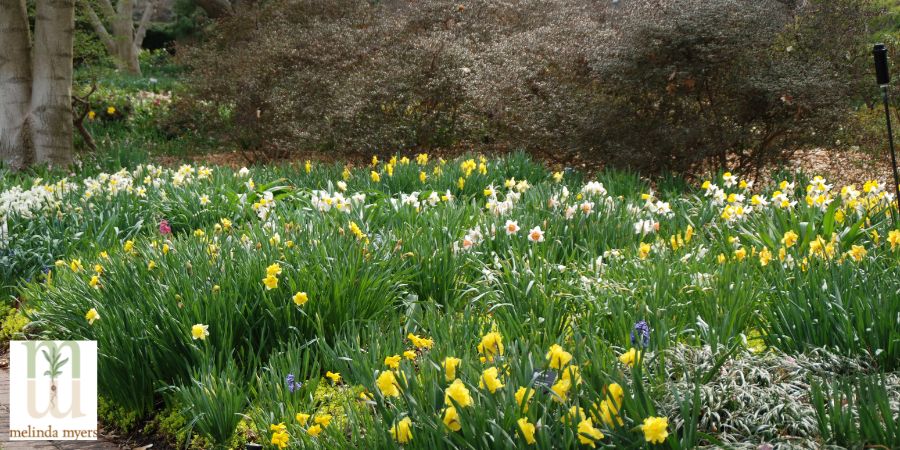 variety of daffodils