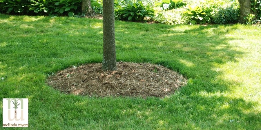 mulch around a tree